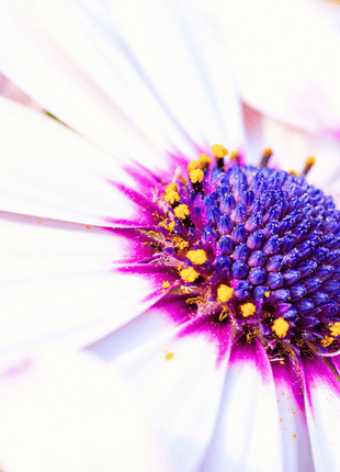 African White Daisy – 25 Seeds