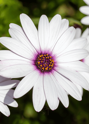 African White Daisy – 25 Seeds
