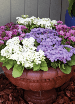 Ageratum Mix – 100 Seeds