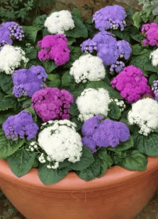 Ageratum Mix – 100 Seeds