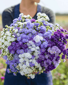 Ageratum Mix – 100 Seeds