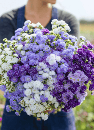 Ageratum Mix – 100 Seeds