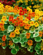 Alaska Mix Nasturtium – 25 Seeds