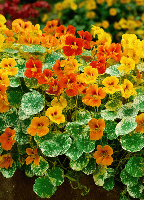 Alaska Mix Nasturtium – 25 Seeds