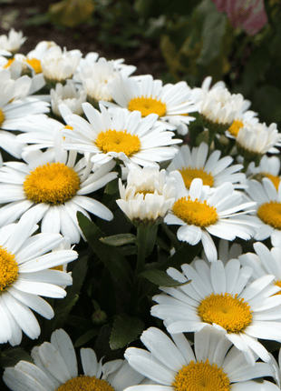 Alaska Shasta Daisy – 100 Seeds