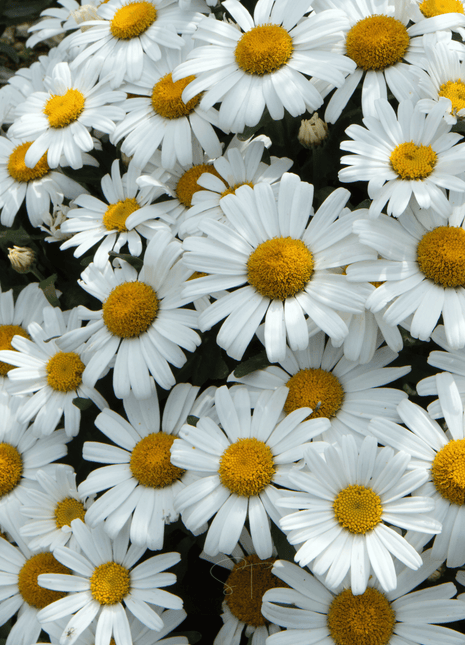Alaska Shasta Daisy – 100 Seeds