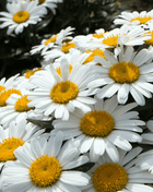 Alaska Shasta Daisy – 100 Seeds