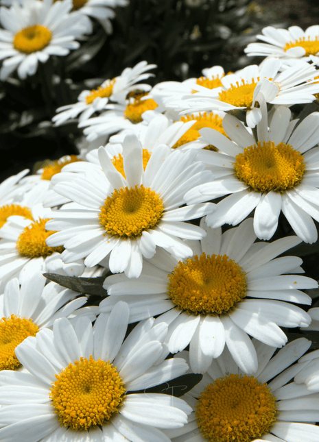 Alaska Shasta Daisy – 100 Seeds