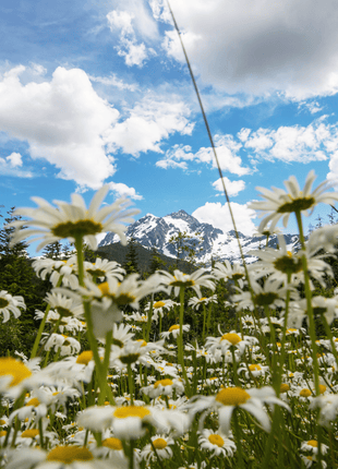 Alaska Shasta Daisy – 100 Seeds