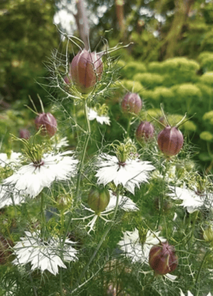 Albion Black Pods Love in a Mist – 100 Seeds