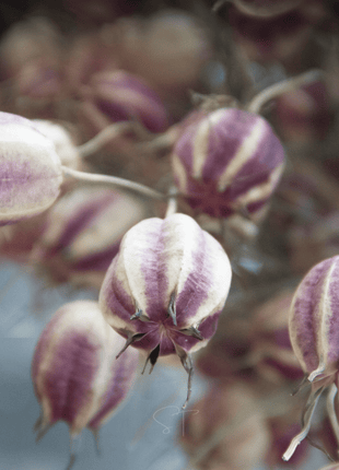 Albion Black Pods Love in a Mist – 100 Seeds