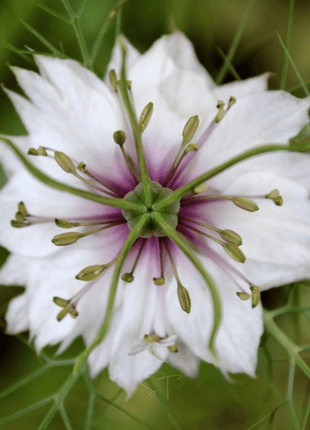 Albion Black Pods Love in a Mist – 100 Seeds
