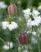 Albion Black Pods Love in a Mist – 100 Seeds