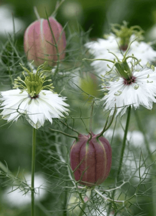 Albion Black Pods Love in a Mist – 100 Seeds