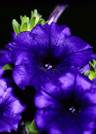 Alderman Blue Petunia – 100 Seeds