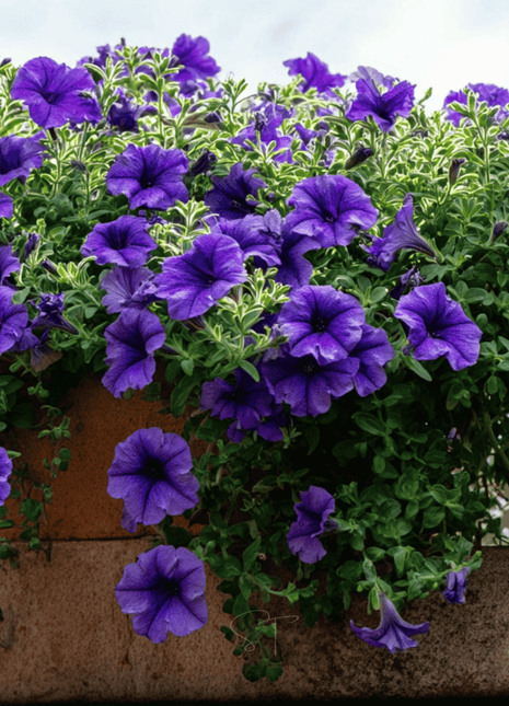 Alderman Blue Petunia – 100 Seeds