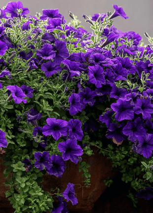 Alderman Blue Petunia – 100 Seeds