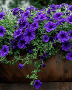 Alderman Blue Petunia – 100 Seeds