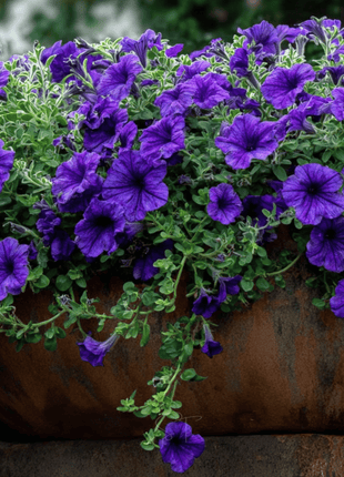 Alderman Blue Petunia – 100 Seeds