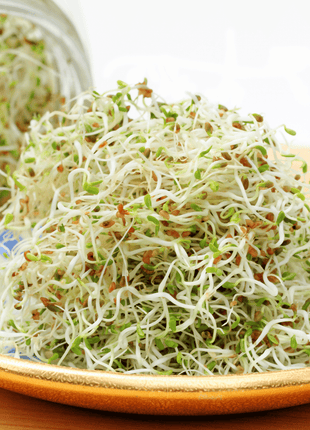 Alfalfa Sprout – 500 Seeds