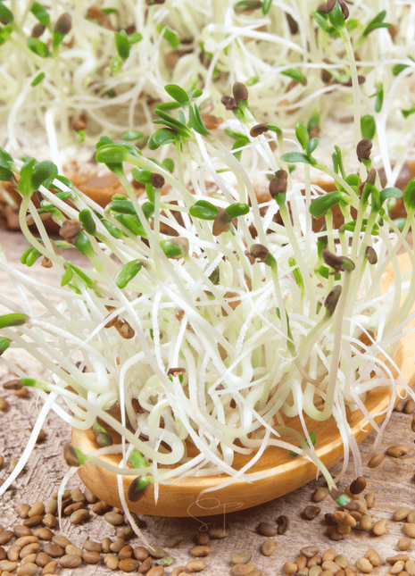 Alfalfa Sprout – 500 Seeds