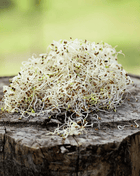 Alfalfa Sprout – 500 Seeds