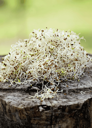 Alfalfa Sprout – 500 Seeds