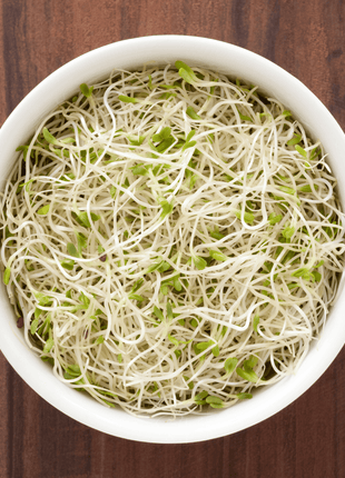 Alfalfa Sprout – 500 Seeds