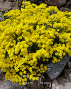 Basket of Gold Alyssum – 100 Seeds