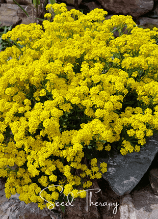 Basket of Gold Alyssum – 100 Seeds