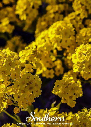 Basket of Gold Alyssum – 100 Seeds