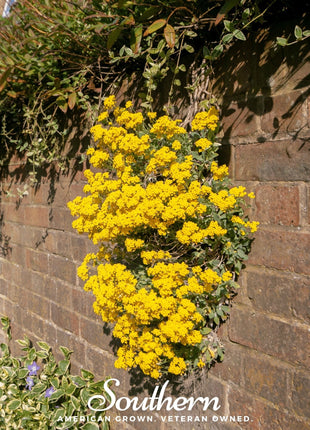 Basket of Gold Alyssum – 100 Seeds
