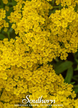 Basket of Gold Alyssum – 100 Seeds