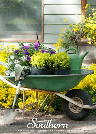Basket of Gold Alyssum – 100 Seeds