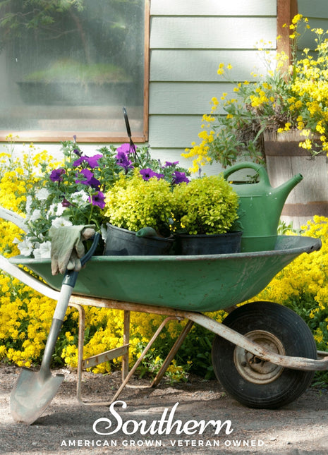 Basket of Gold Alyssum – 100 Seeds