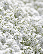 Carpet of Snow Sweet Alyssum – 250 Seeds