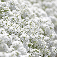 Collection image for: Alyssum