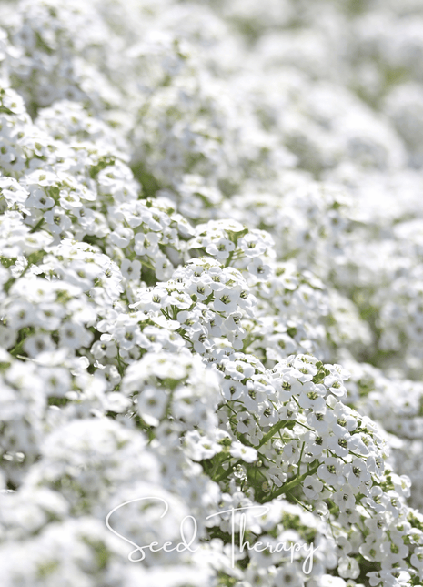 Carpet of Snow Sweet Alyssum – 250 Seeds