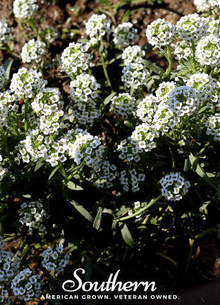 Carpet of Snow Sweet Alyssum – 250 Seeds