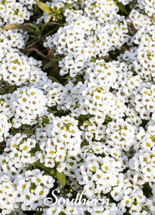 Carpet of Snow Sweet Alyssum – 250 Seeds