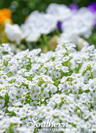 Carpet of Snow Sweet Alyssum – 250 Seeds