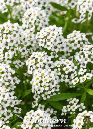 Carpet of Snow Sweet Alyssum – 250 Seeds