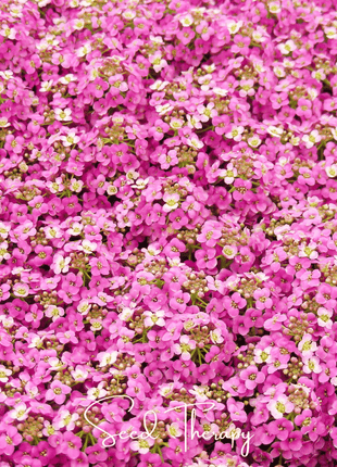 Pink Dwarf Sweet Alyssum – 250 Seeds