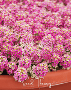 Pink Dwarf Sweet Alyssum – 250 Seeds