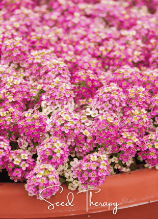 Pink Dwarf Sweet Alyssum – 250 Seeds