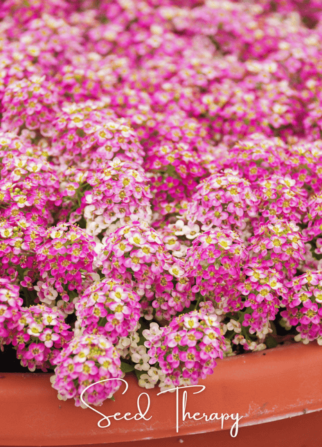 Pink Dwarf Sweet Alyssum – 250 Seeds