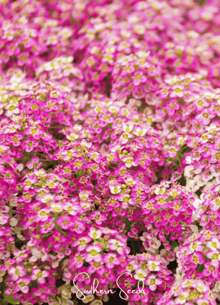 Pink Dwarf Sweet Alyssum – 250 Seeds