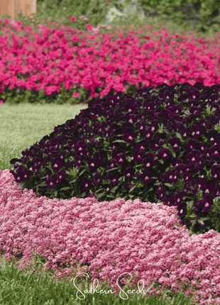 Pink Dwarf Sweet Alyssum – 250 Seeds