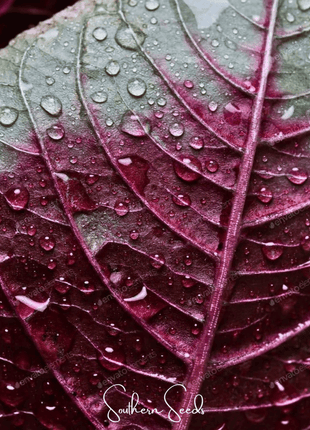 Midnight Red Amaranth – 250 Seeds