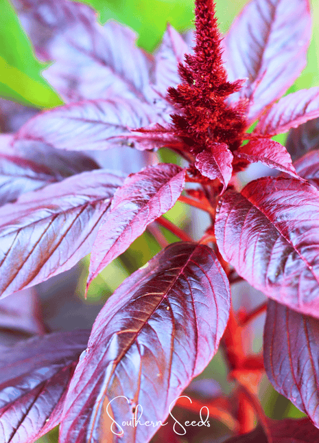 Midnight Red Amaranth – 250 Seeds